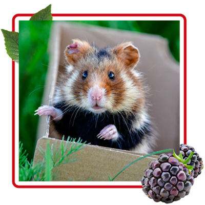 Hamster im karton mit rotem rahmen und brommbeere