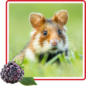 Hamster im feld mit rotem rahmen und brommbeere