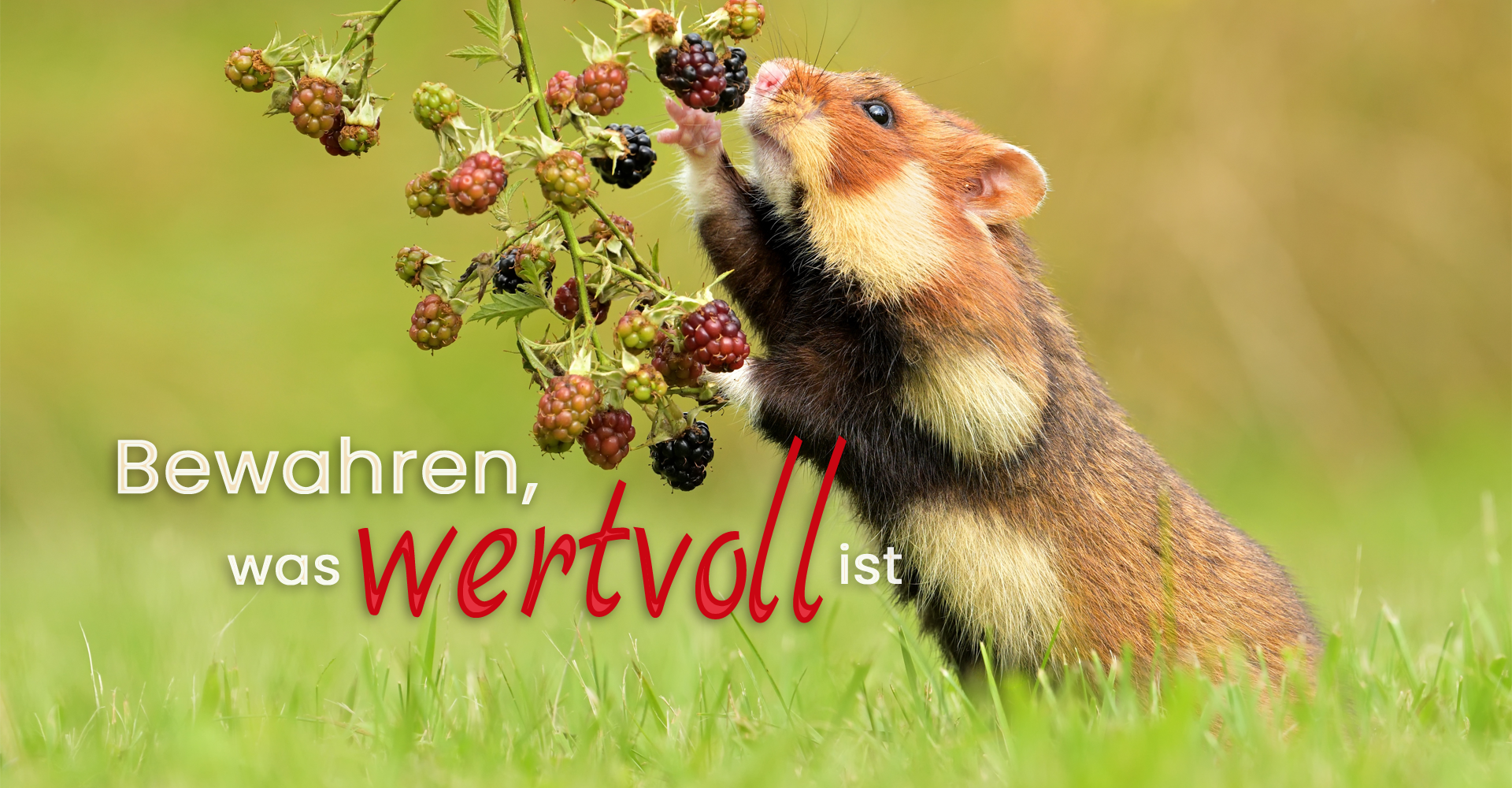 hamster greift nach brombeerenzweig mit schriftzug