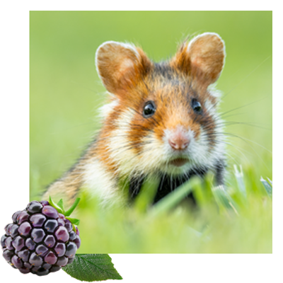 Hamster im feld mit weissem rahmen und brommbeere